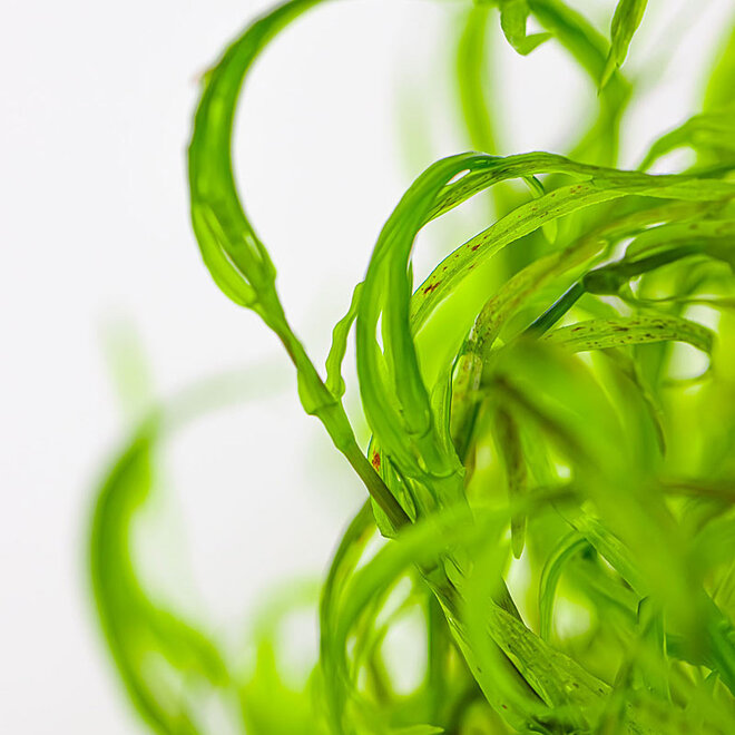 Najas guadalupensis 'Guppy Grass', INVITRO bakje (PlantExpress)