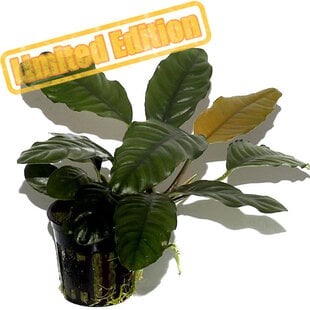 Anubias coffeefolia [Limited Edition] (PlantExpress)