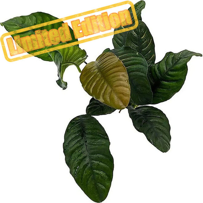 Anubias coffeefolia [Limited Edition] (PlantExpress)