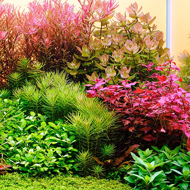 Twinstar Light G+ Line 80G+ V3.0 Pro Bluetooth