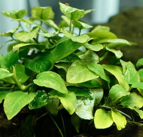Anubias close up