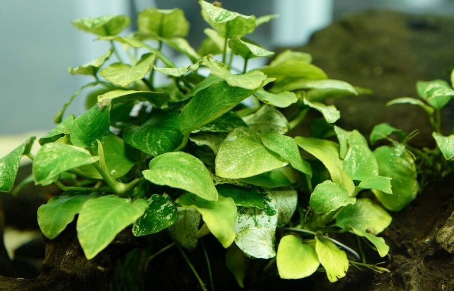 Anubias close up
