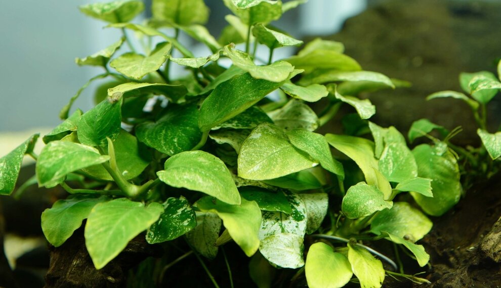 Anubias close up