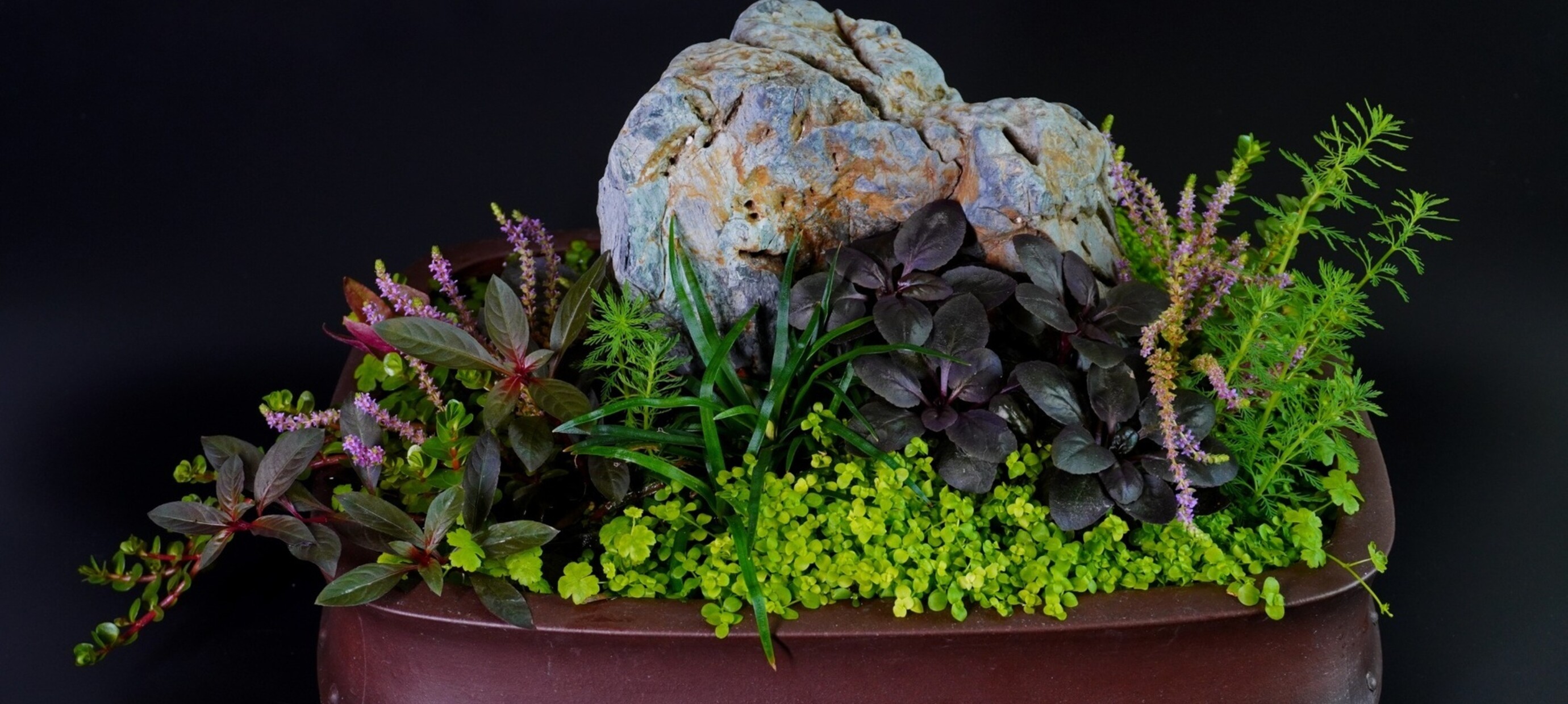 Wabi kusa...Wabi Wat??