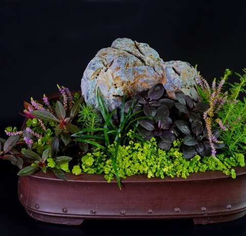 Wabi kusa...Wabi Wat??