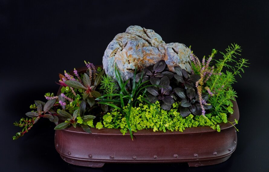 Wabi kusa...Wabi Wat??