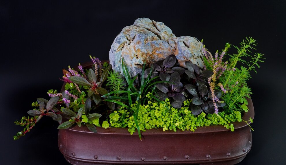 Wabi kusa...Wabi Wat??