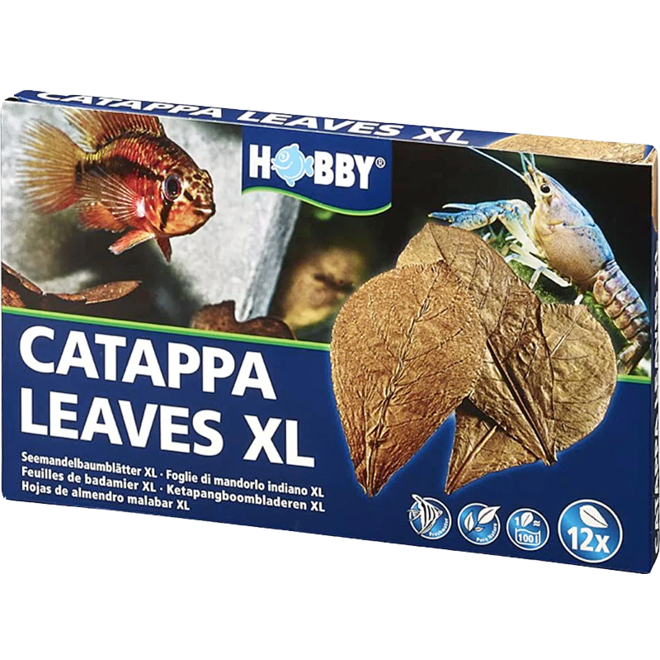 Hobby Catappa Leaves