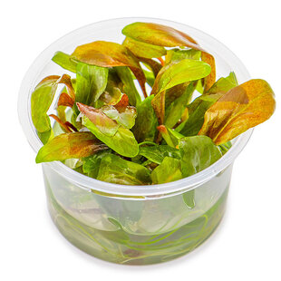 Lysimachia parvifolia ‘Red’, INVITRO bakje (PlantExpress)