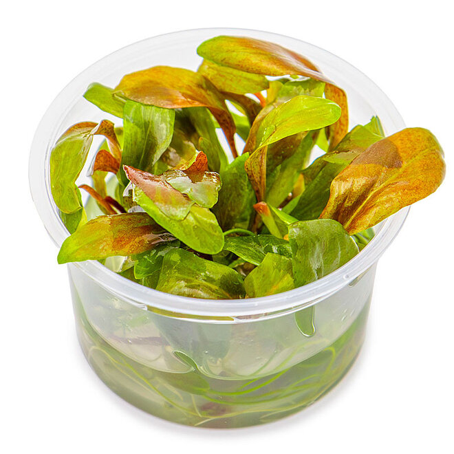 Lysimachia parvifolia ‘Red’, INVITRO bakje (PlantExpress)