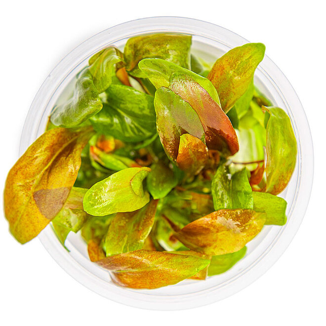 Lysimachia parvifolia ‘Red’, INVITRO bakje (PlantExpress)