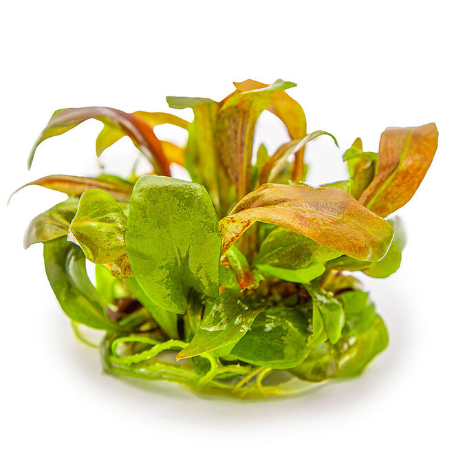 Lysimachia parvifolia ‘Red’, INVITRO bakje (PlantExpress)