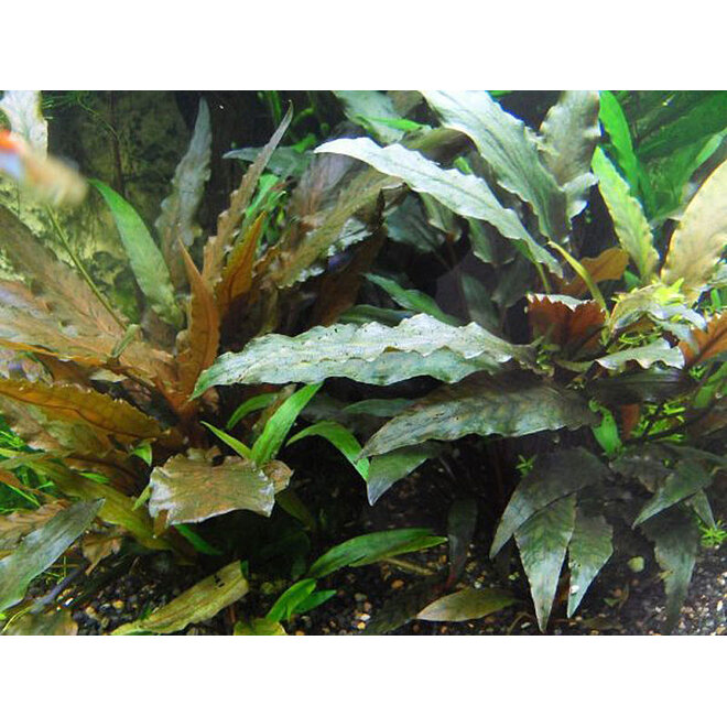Cryptocoryne undulata ''Broad Leaf'', INVITRO bakje (PlantExpress)