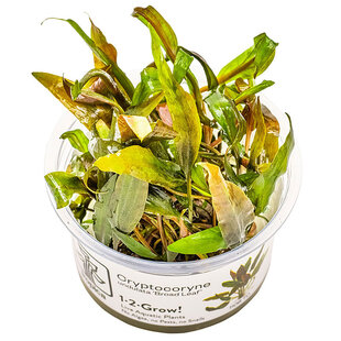 Cryptocoryne undulata ''Broad Leaf'', INVITRO bakje (PlantExpress)