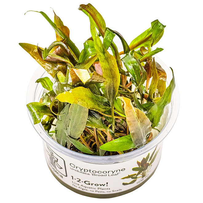 Cryptocoryne undulata ''Broad Leaf'', INVITRO bakje (PlantExpress)