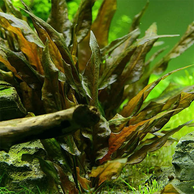 Cryptocoryne undulata ''Broad Leaf'', INVITRO bakje (PlantExpress)