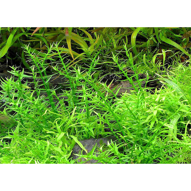 Gratiola viscidula, INVITRO bakje (PlantExpress)