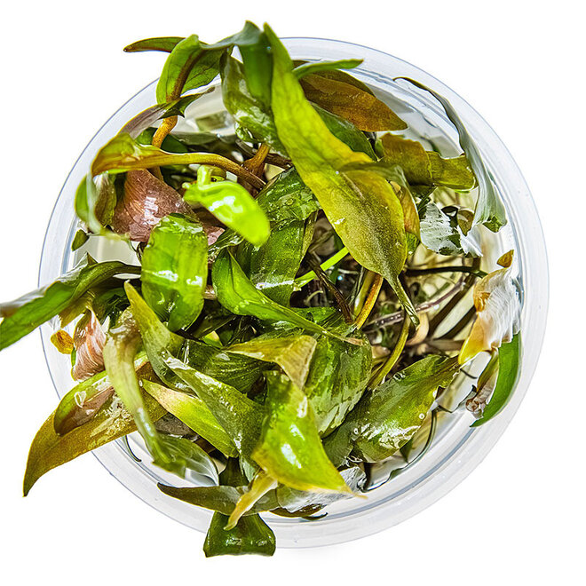 Cryptocoryne undulata ''Broad Leaf'', INVITRO bakje (PlantExpress)