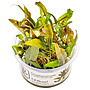 Cryptocoryne undulata ''Broad Leaf'', INVITRO bakje (PlantExpress)