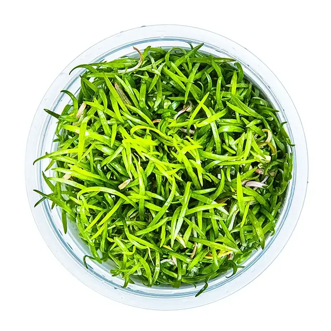 Lilaeopsis brasiliensis, INVITRO bakje (PlantExpress)