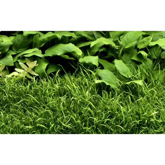 Lilaeopsis brasiliensis, INVITRO bakje (PlantExpress)