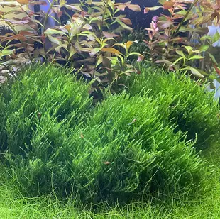 Taxiphyllum sp. ''Flame Moss'', INVITRO bakje (PlantExpress)