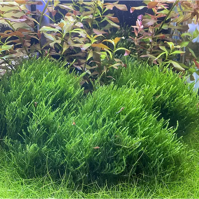 Taxiphyllum sp. ''Flame Moss'', INVITRO bakje (PlantExpress)