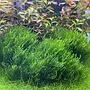 Taxiphyllum sp. ''Flame Moss'', INVITRO bakje (PlantExpress)