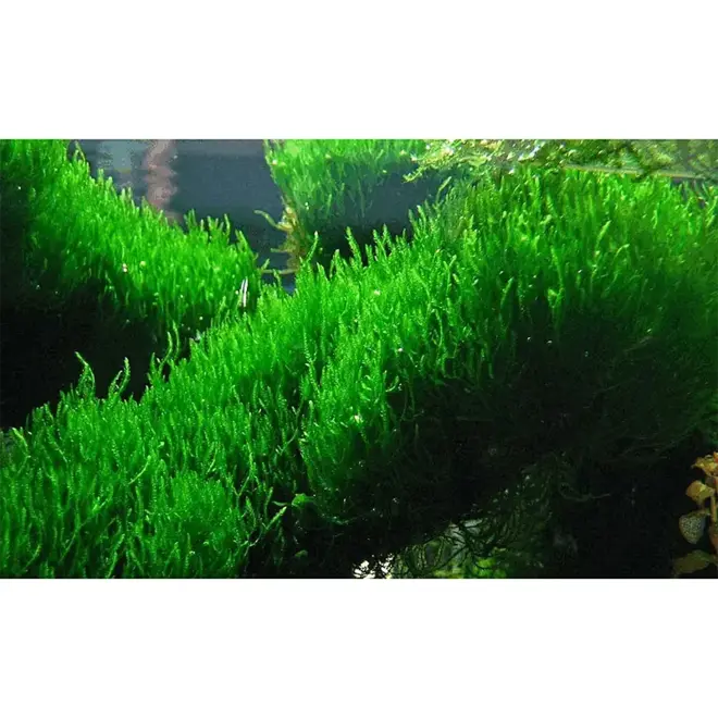 Taxiphyllum sp. ''Flame Moss'', INVITRO bakje (PlantExpress)