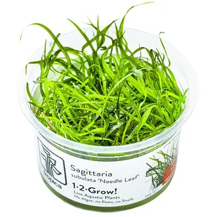 Sagittaria subulata ''Needle Leaf'', INVITRO bakje (PlantExpress)