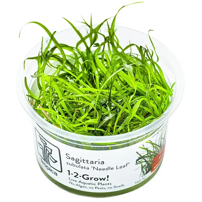 Sagittaria subulata ''Needle Leaf'', INVITRO bakje (PlantExpress)