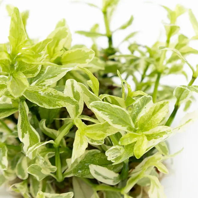 Hygrophila polysperma ''White'', INVITRO bakje (PlantExpress)