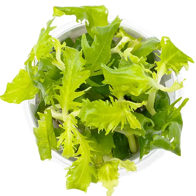 Hygrophila difformis, INVITRO bakje (PlantExpress)