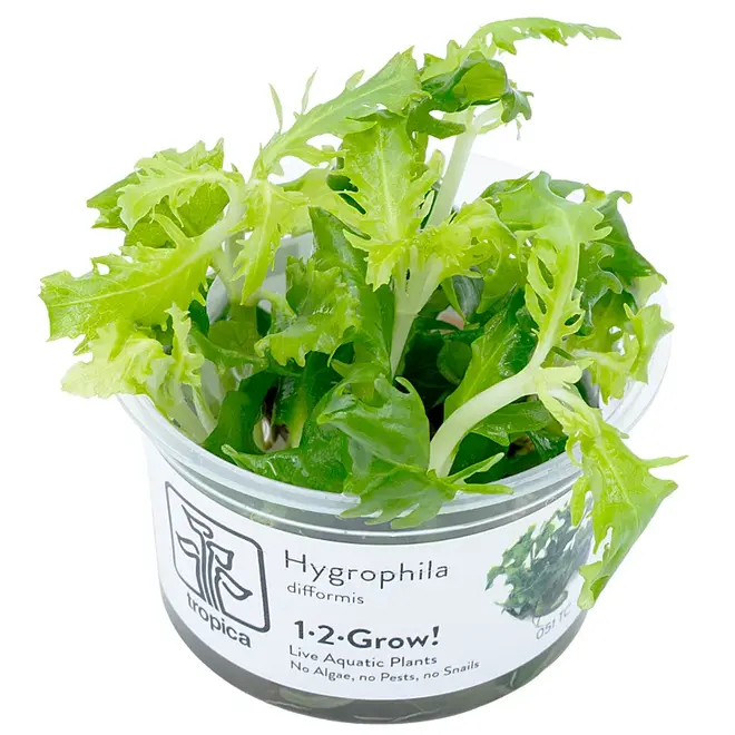 Hygrophila difformis, INVITRO bakje (PlantExpress)