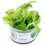 Hygrophila difformis, INVITRO bakje (PlantExpress)