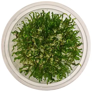 Taxiphyllum sp. ''Flame Moss'', INVITRO bakje (PlantExpress)