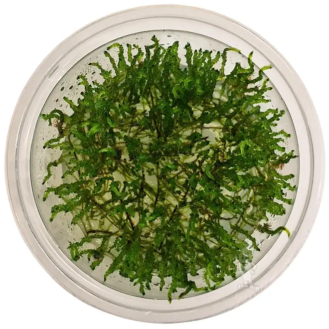 Taxiphyllum sp. ''Flame Moss'', INVITRO bakje (PlantExpress)
