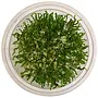 Taxiphyllum sp. ''Flame Moss'', INVITRO bakje (PlantExpress)