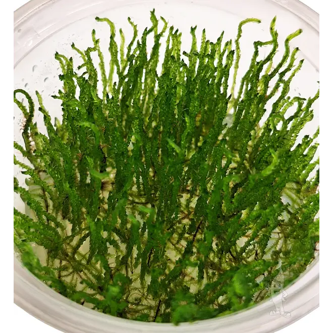 Taxiphyllum sp. ''Flame Moss'', INVITRO bakje (PlantExpress)