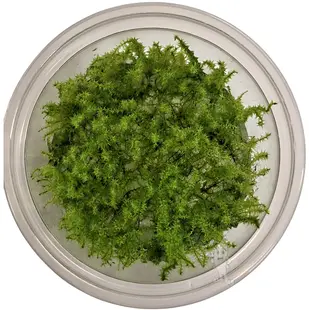 Leptodictyum riparium, INVITRO bakje (PlantExpress)