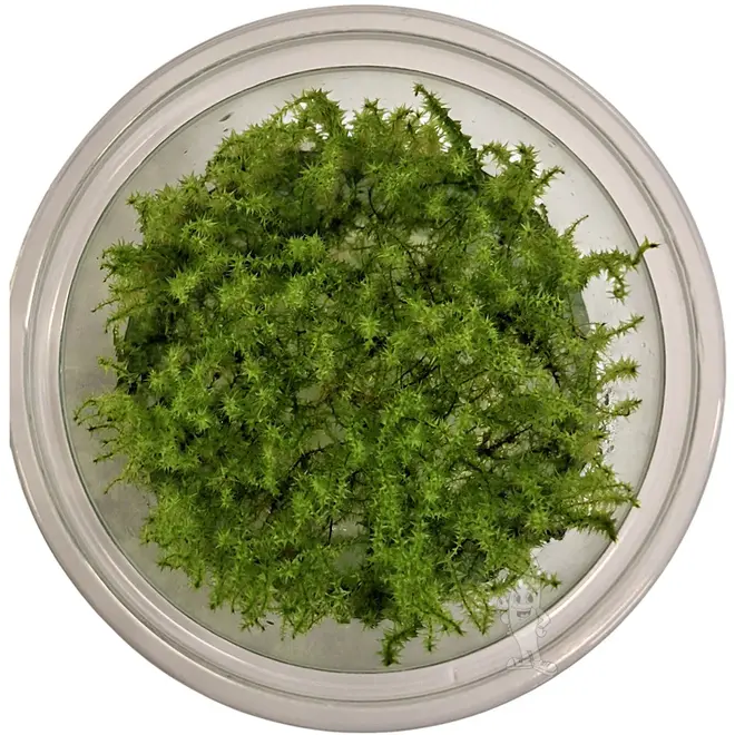 Leptodictyum riparium, INVITRO bakje (PlantExpress)