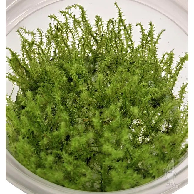 Leptodictyum riparium, INVITRO bakje (PlantExpress)