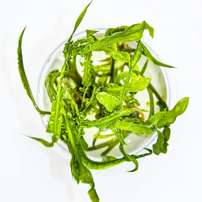 Cryptocoryne crispatula, INVITRO bakje (PlantExpress)
