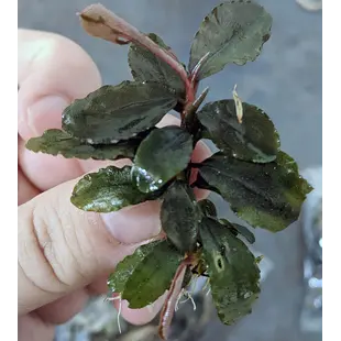 Bucephalandra Brownie Ghost ''Ulu Kapus'', INVITRO bakje (PlantExpress)