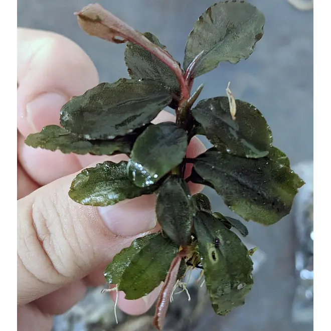 Bucephalandra Brownie Ghost ''Ulu Kapus'', INVITRO bakje (PlantExpress)