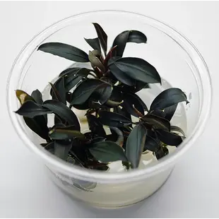 Bucephalandra Brownie Ghost ''Ulu Kapus'', INVITRO bakje (PlantExpress)