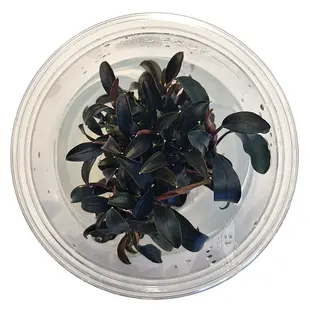 Bucephalandra Brownie Ghost ''Ulu Kapus'', INVITRO bakje (PlantExpress)