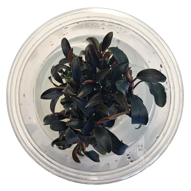 Bucephalandra Brownie Ghost ''Ulu Kapus'', INVITRO bakje (PlantExpress)