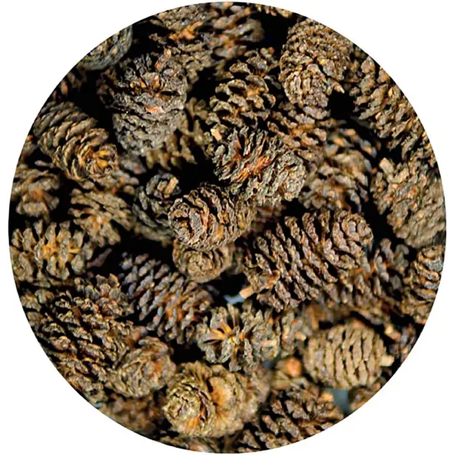 Hobby Alder Cones