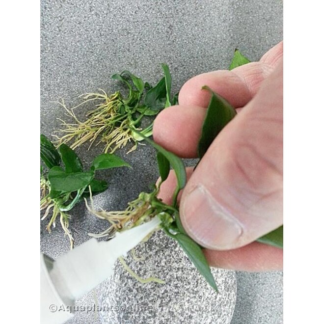 Kruger Meier Fixante plantenlijm